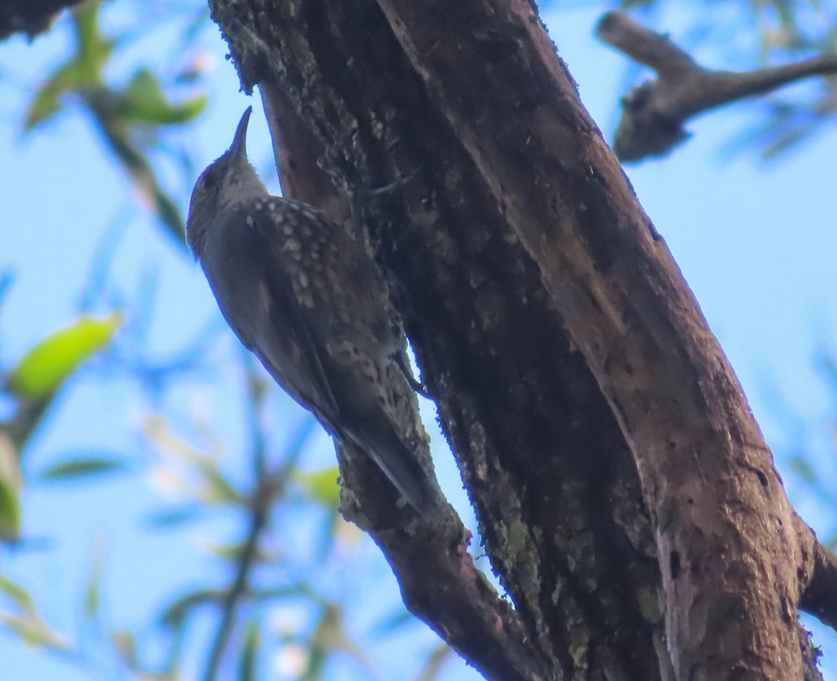 White-throated Treecreeper - ML324712111