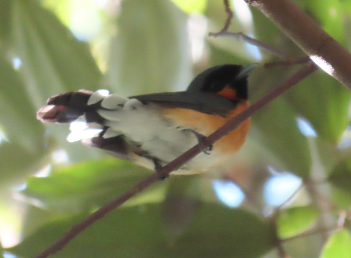 Spectacled Monarch - ML324712311