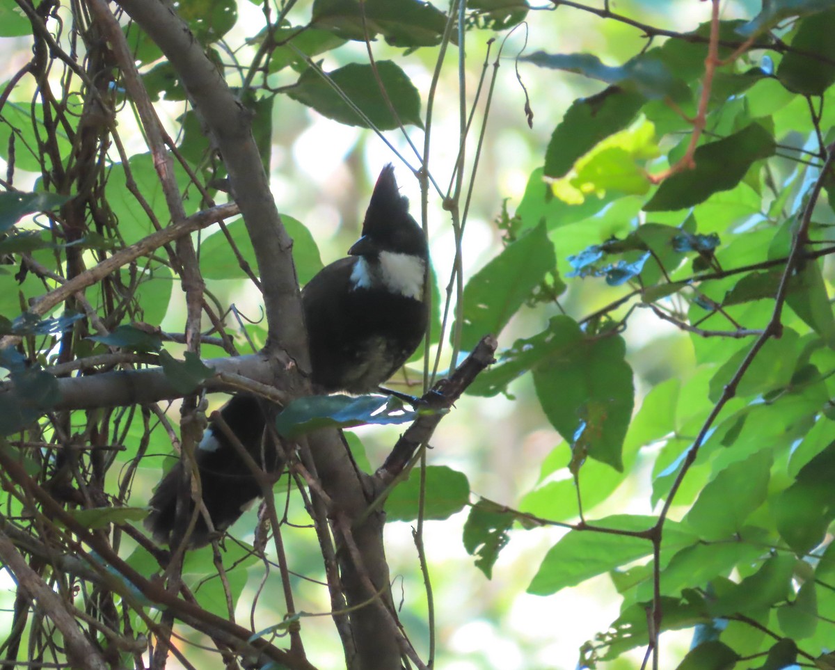 Eastern Whipbird - ML324712431