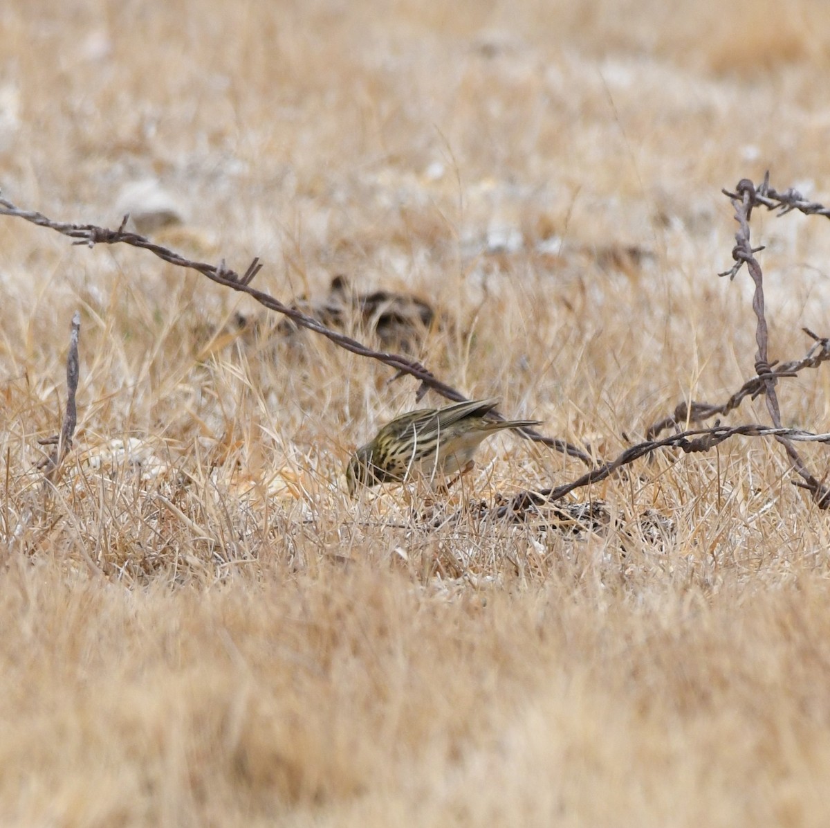 Meadow Pipit - ML324713021