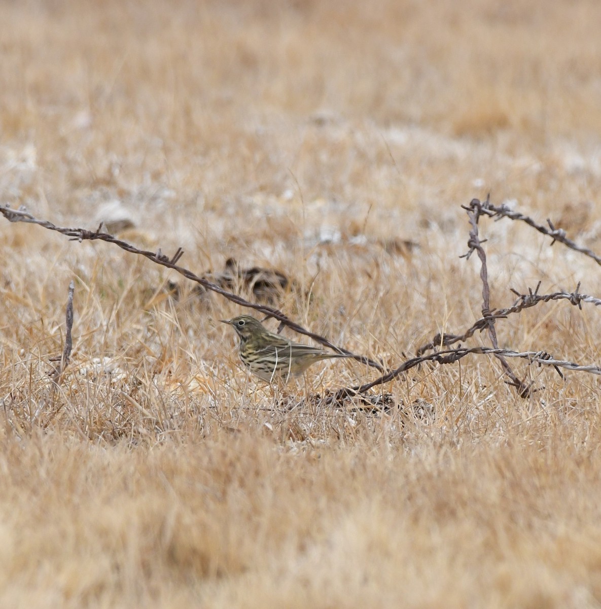 Meadow Pipit - ML324713061