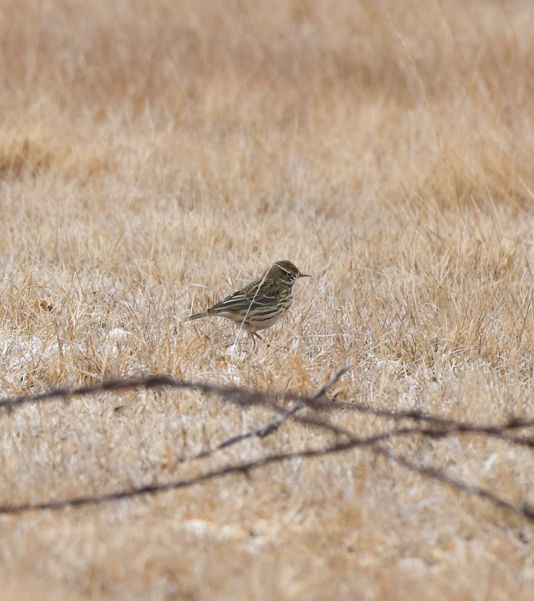 Meadow Pipit - ML324713481