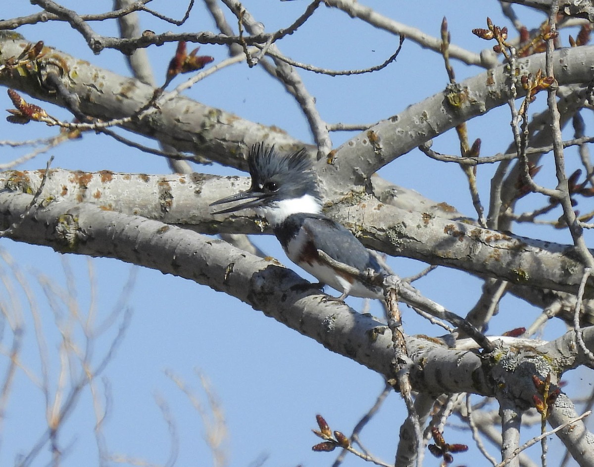 Belted Kingfisher - Philip Downey