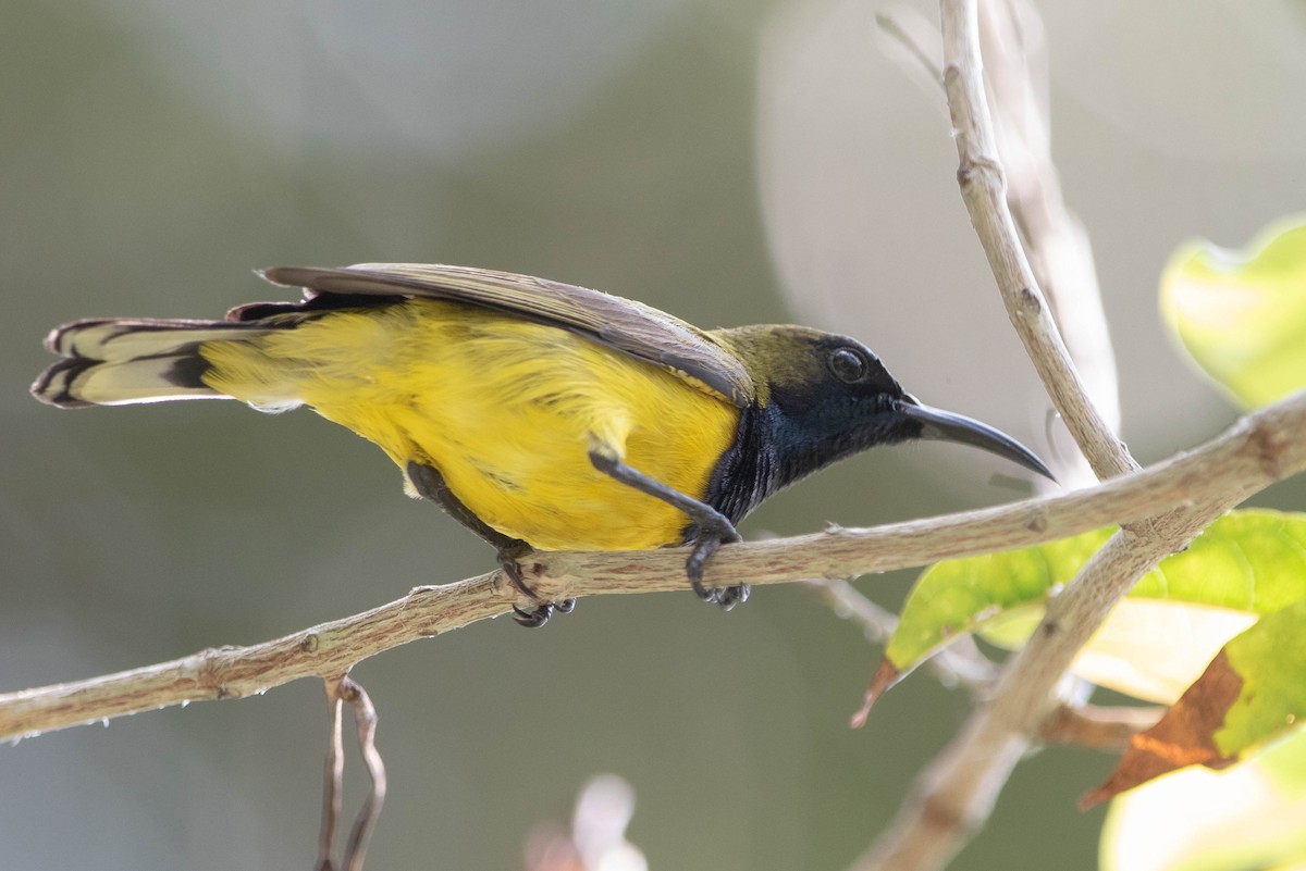 黃腹花蜜鳥 - ML324715581