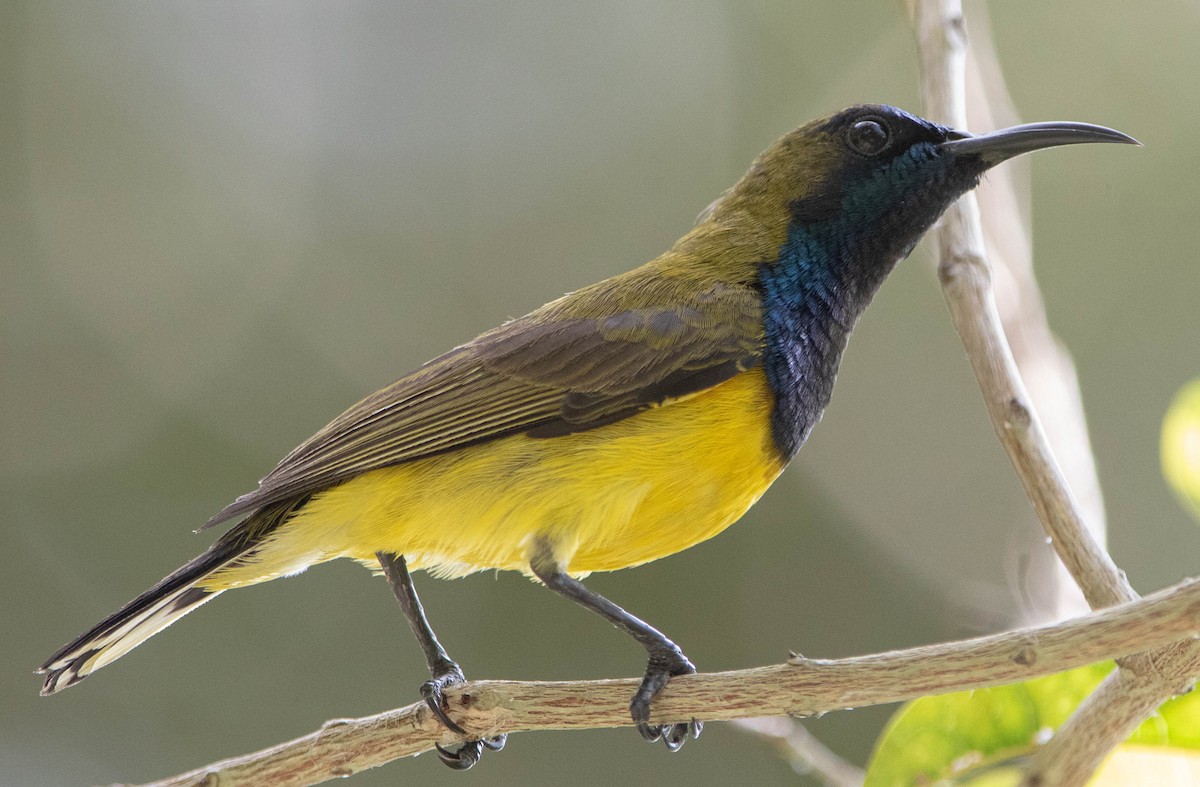 Ornate Sunbird - Fadzrun A.