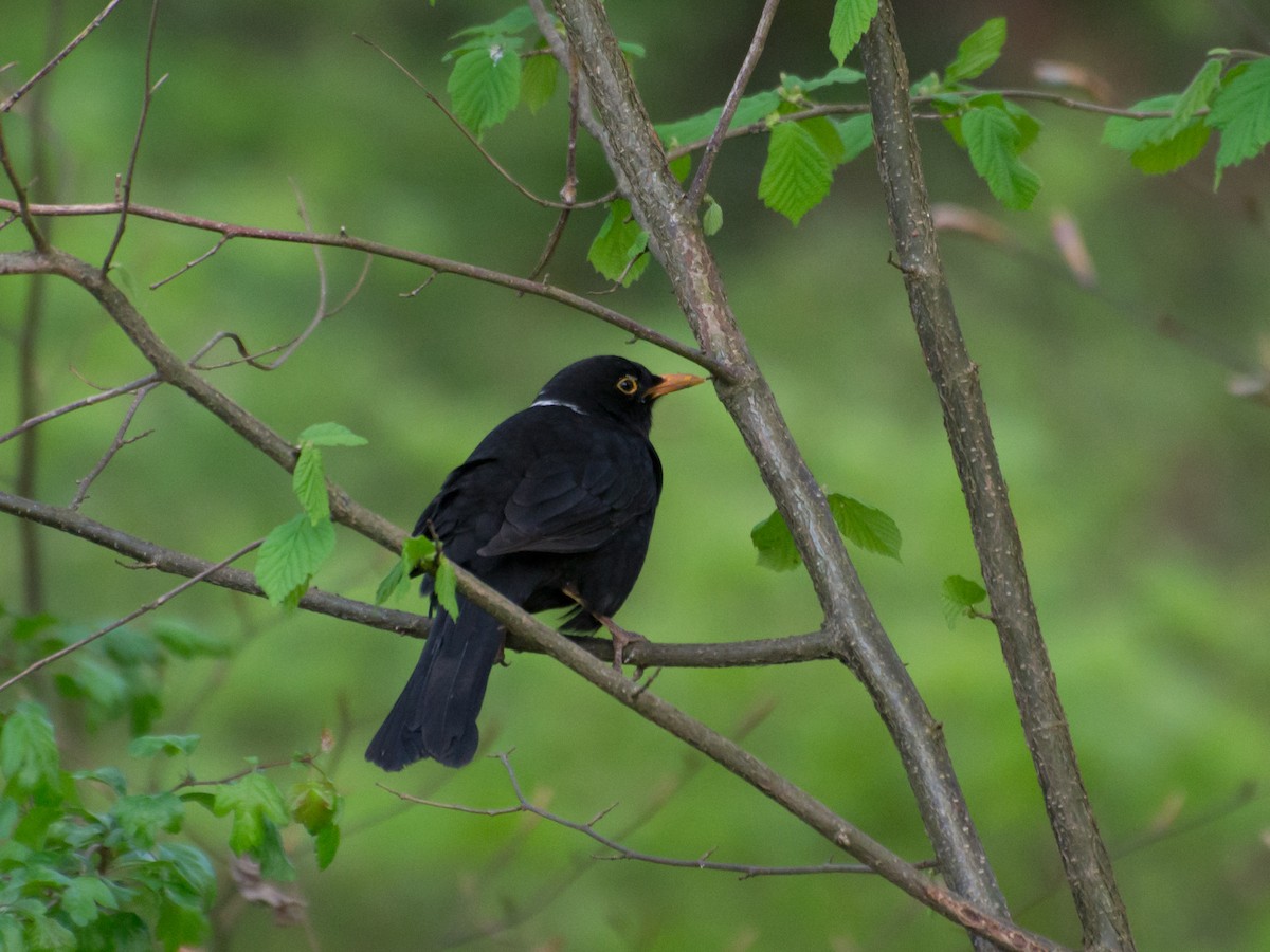Eurasian Blackbird - ML324716001