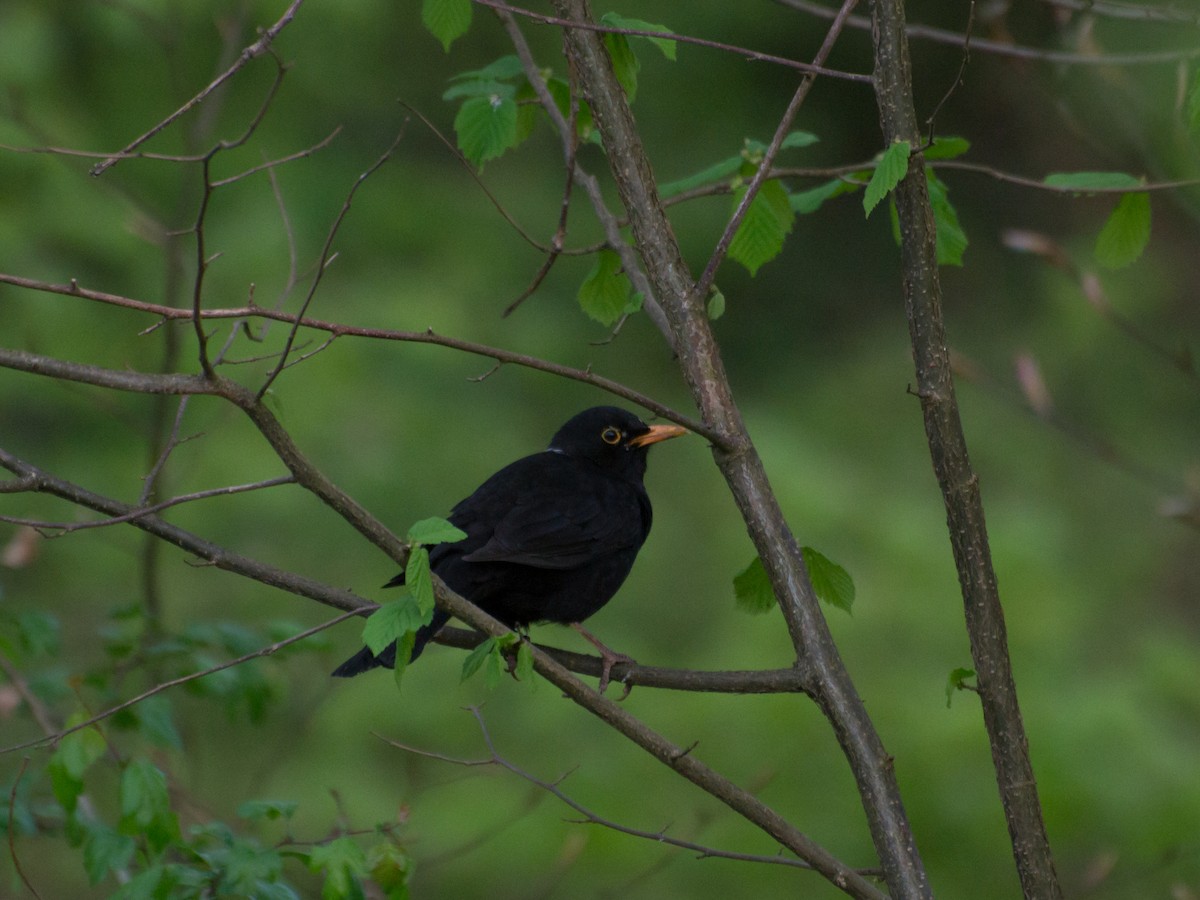 Eurasian Blackbird - ML324716011