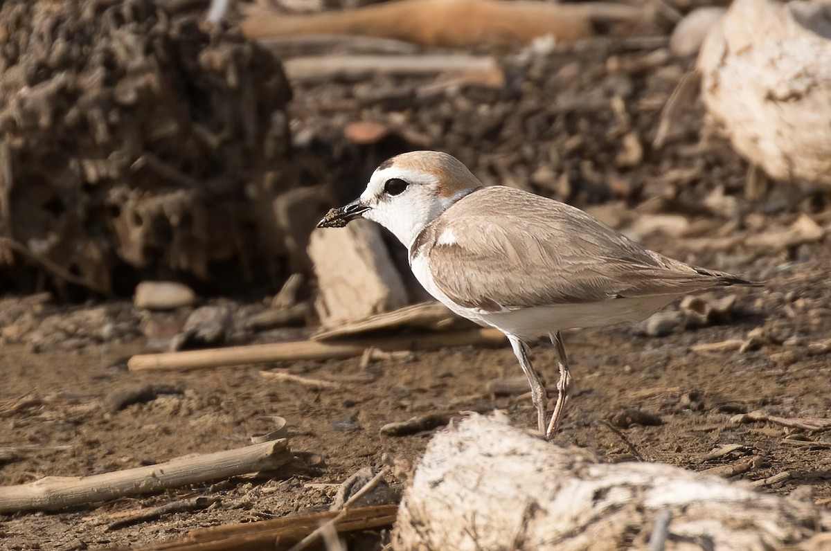 White-faced Plover - ML324717661