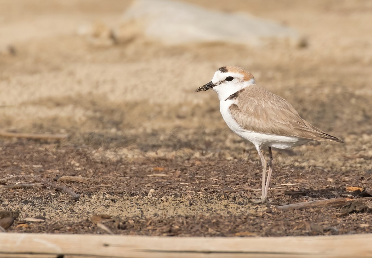 White-faced Plover - ML324717681