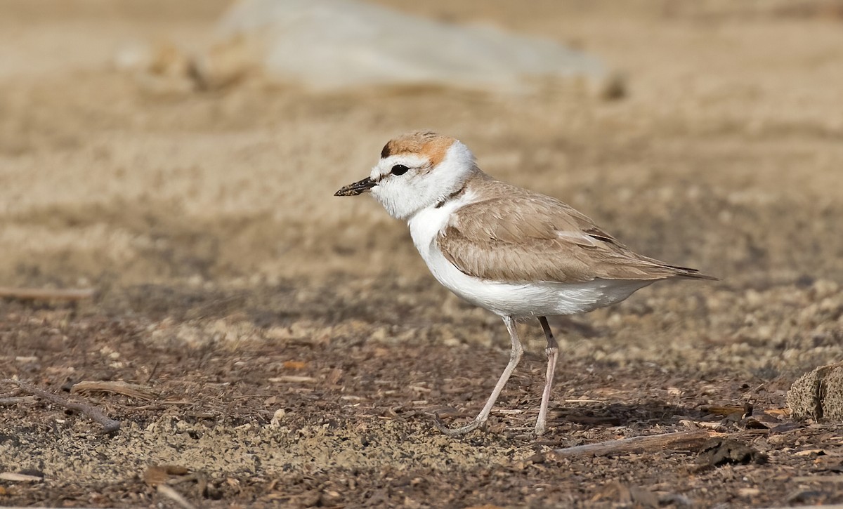 White-faced Plover - ML324717731