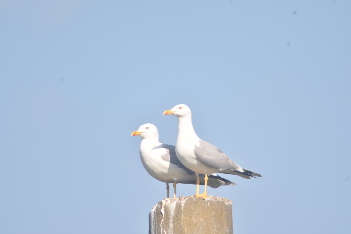 Yellow-legged Gull - ML324717861