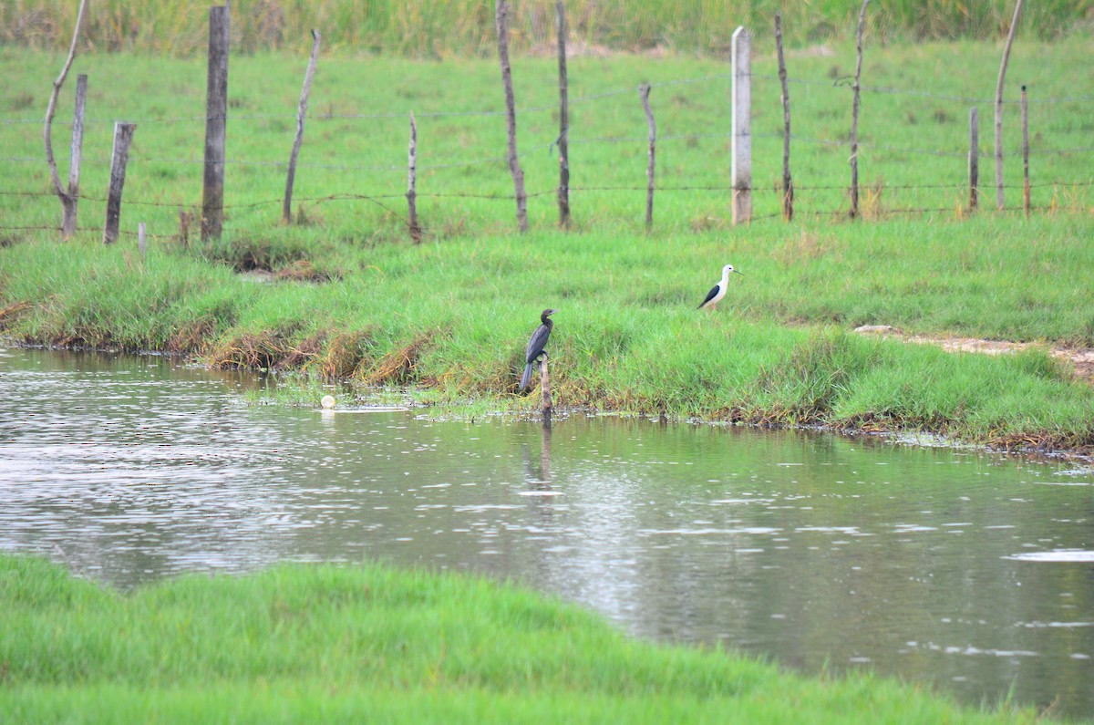 Little Cormorant - ML324719051