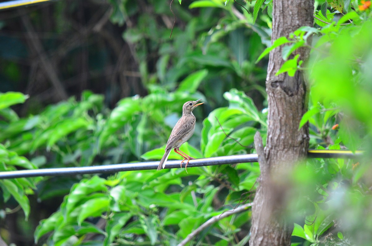 Paddyfield Pipit - ML324719331