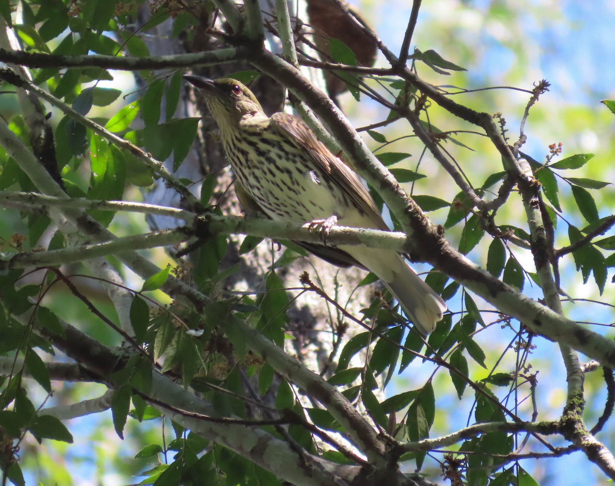 Olive-backed Oriole - ML324719681