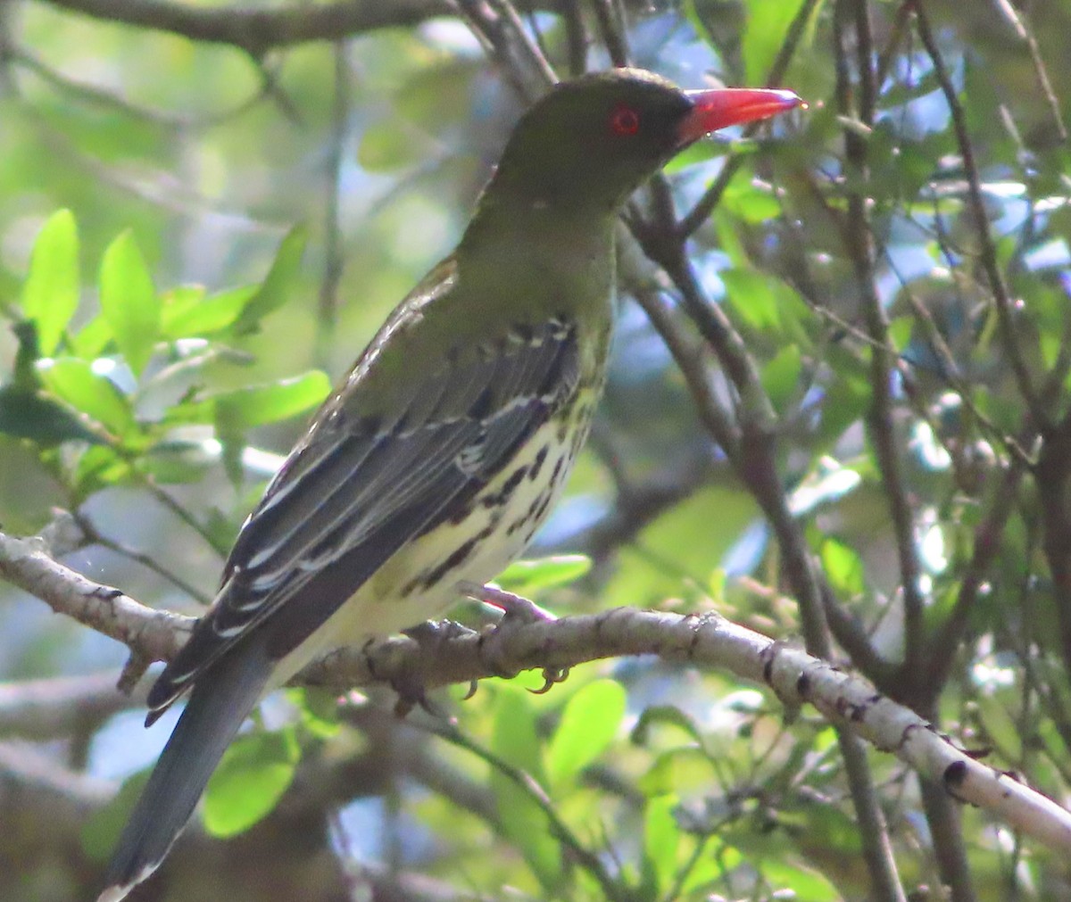 Olive-backed Oriole - ML324719691