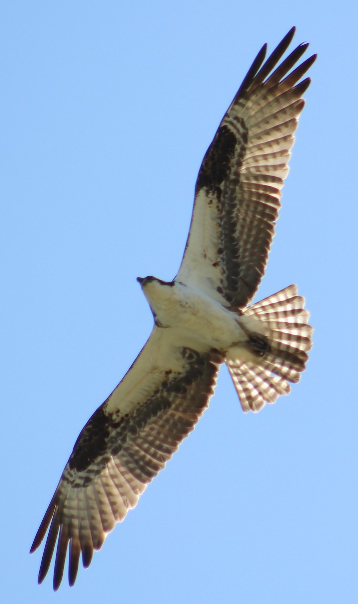 Osprey - ML324721351