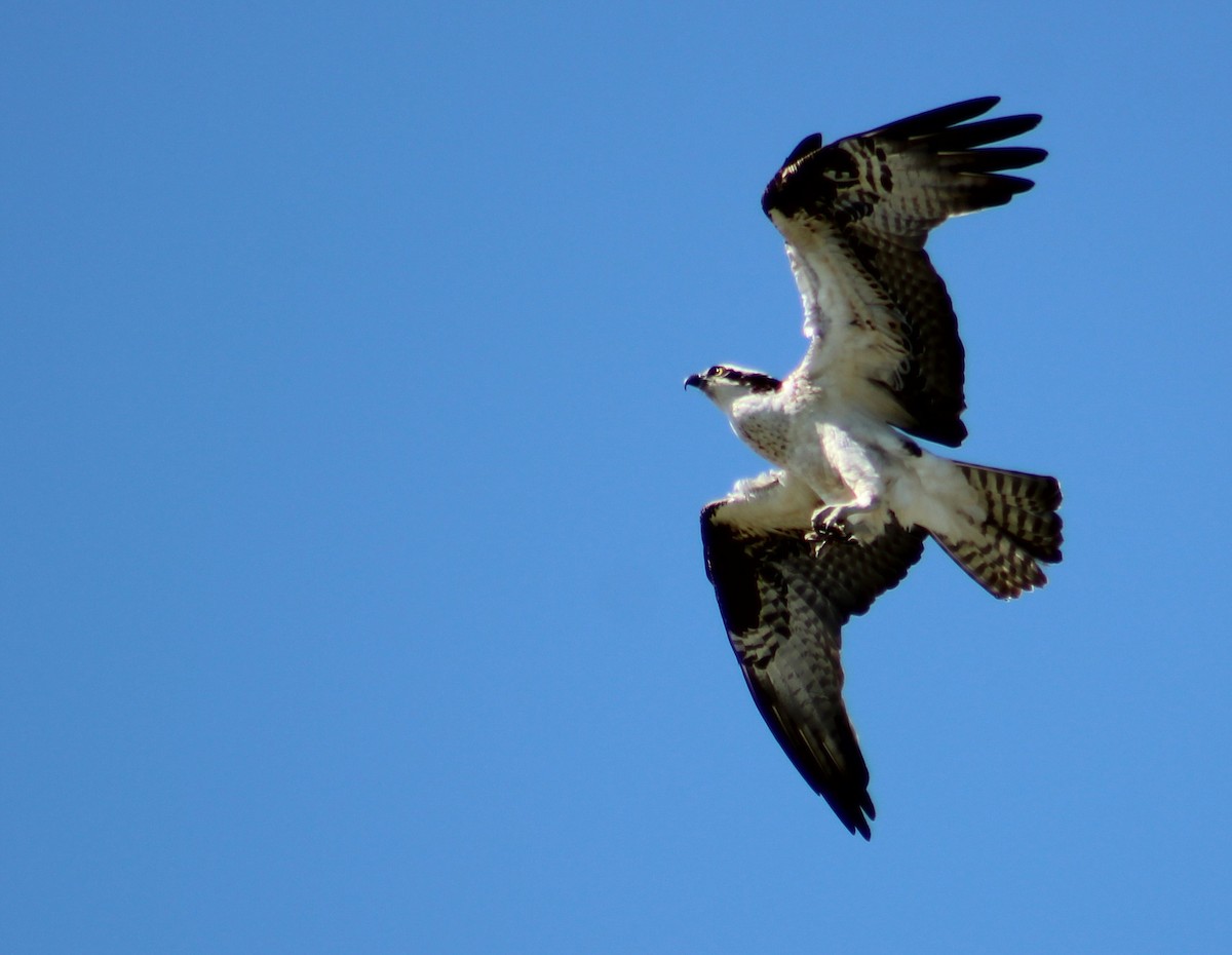 Osprey - ML324721371