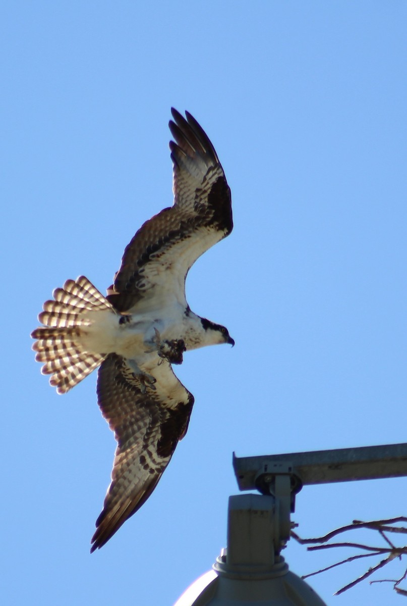 Osprey - ML324722151