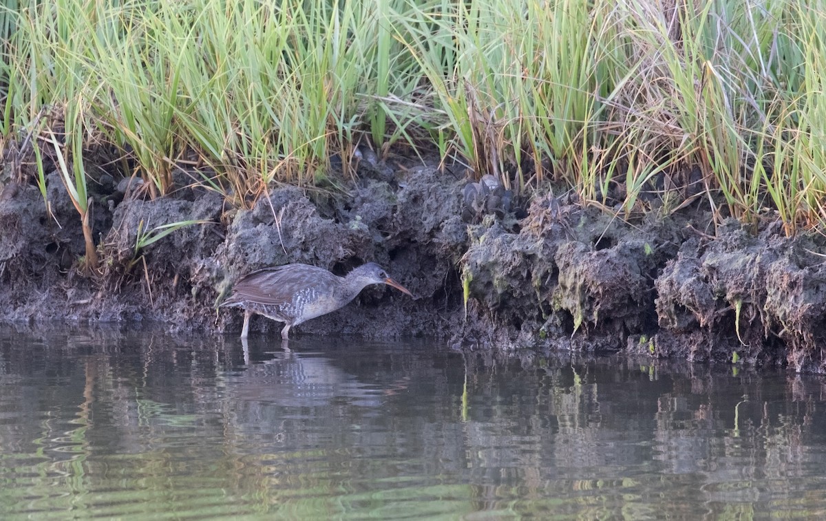 Clapper Rail - Mark R Johnson