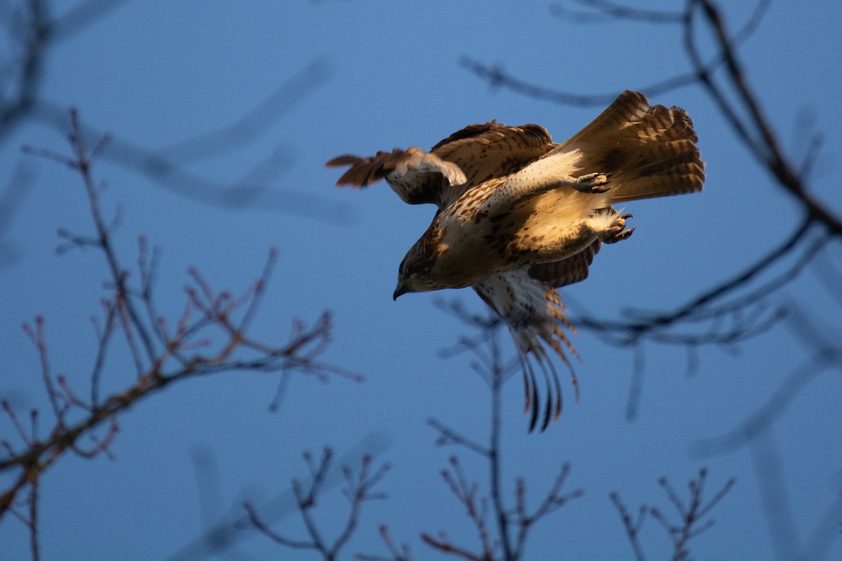 Red-tailed Hawk - ML324723471