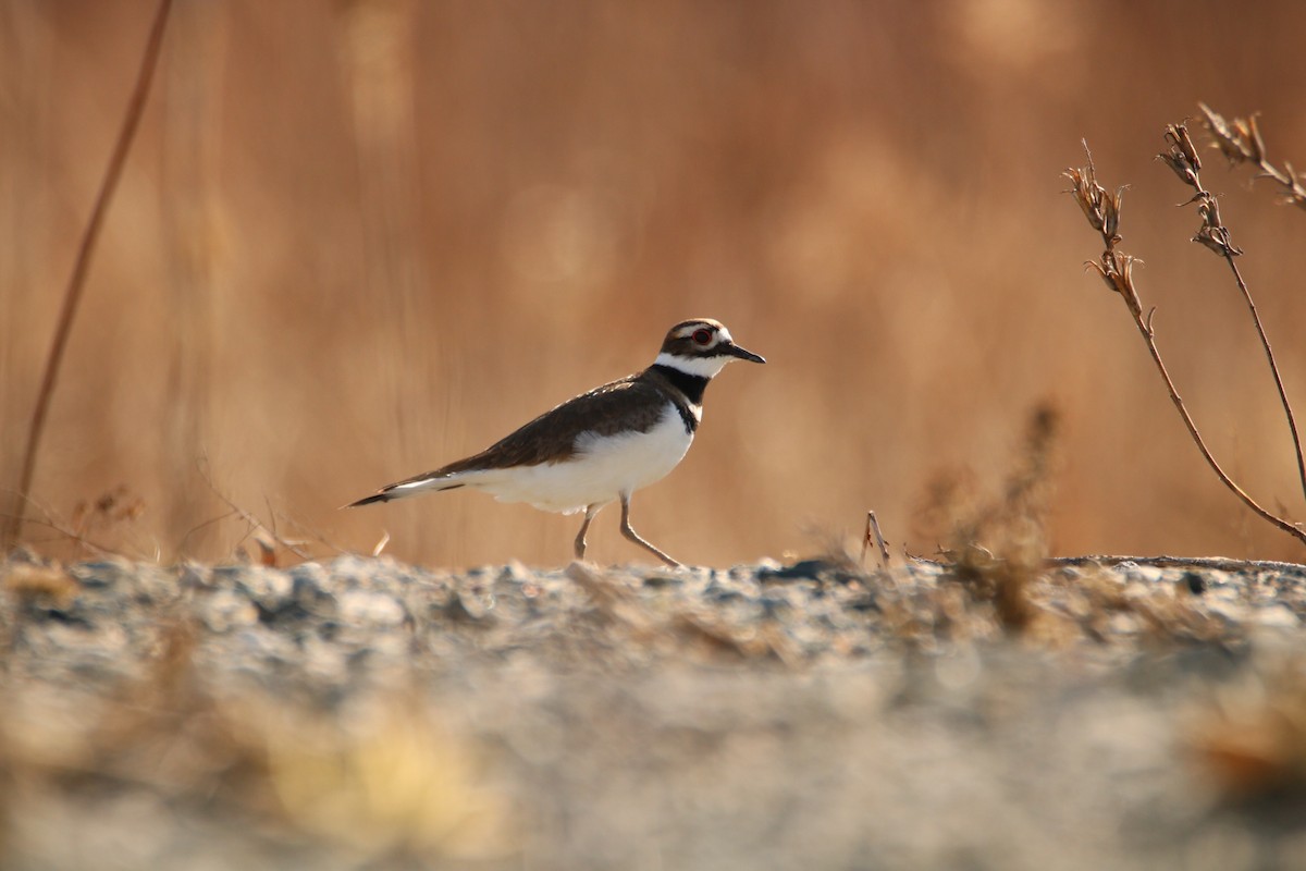 Killdeer - ML324723611