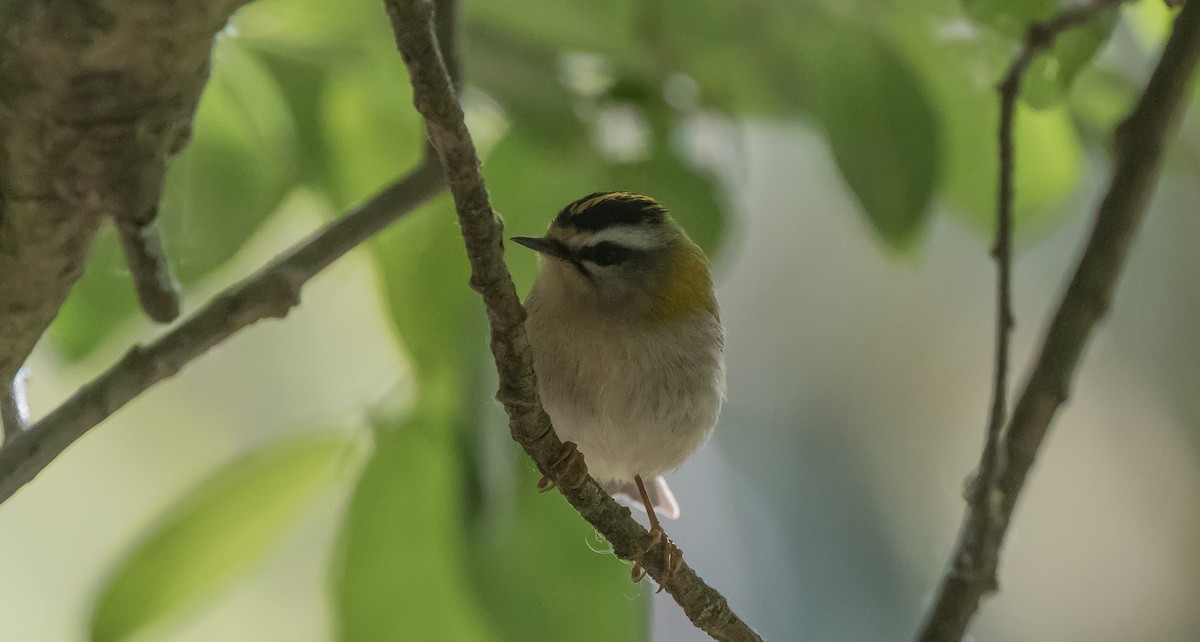 Common Firecrest - Francisco Pires