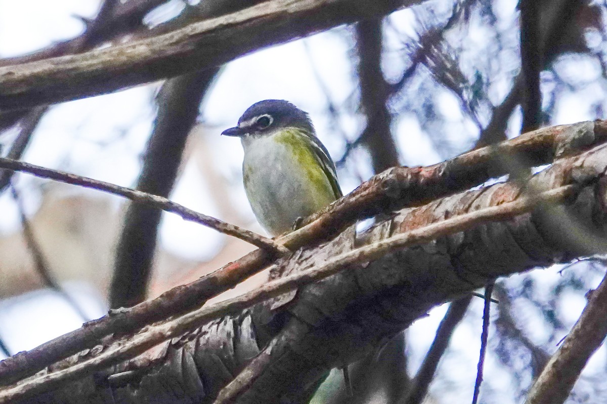 Blue-headed Vireo - Gale VerHague