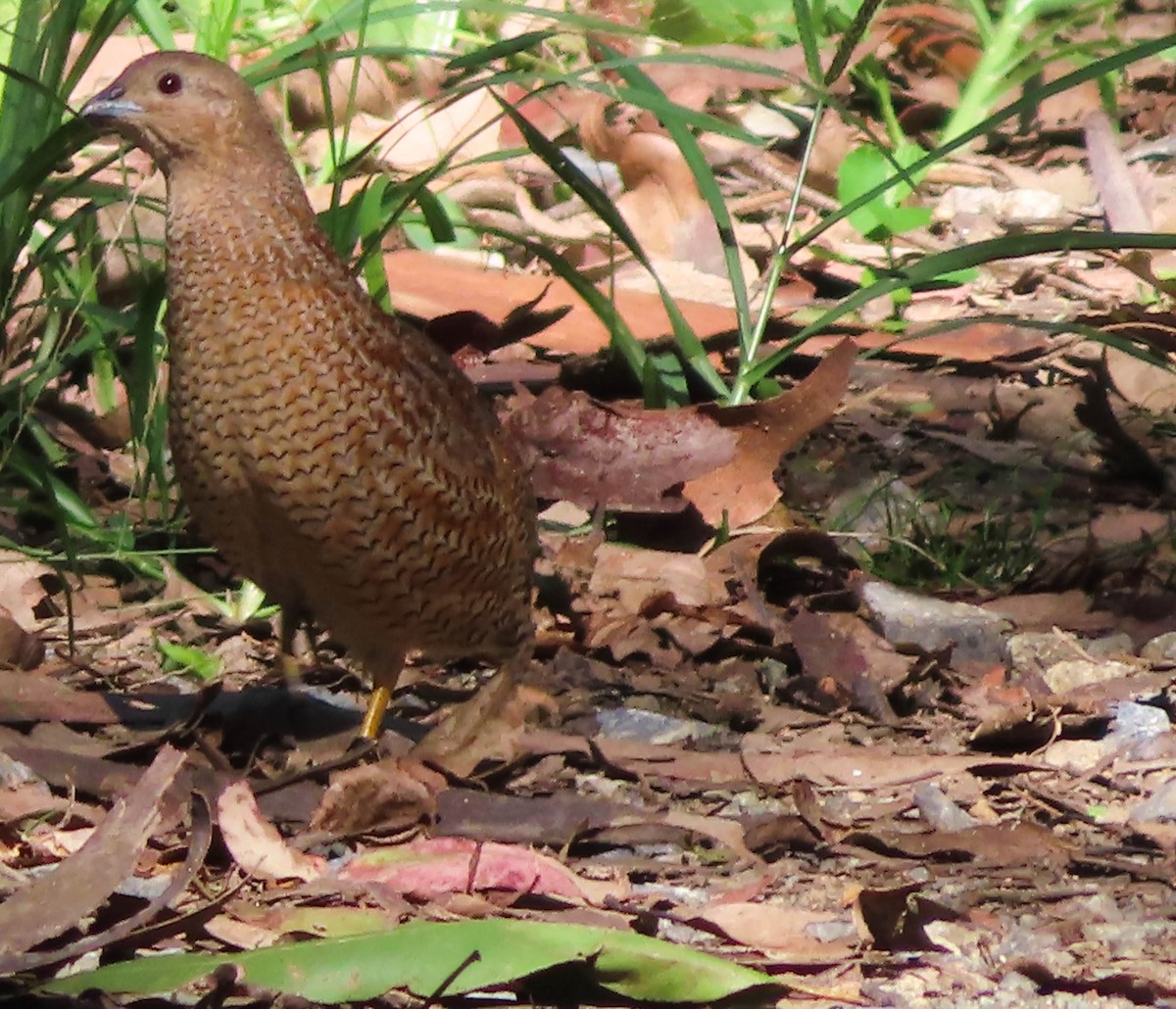 Brown Quail - ML324723761