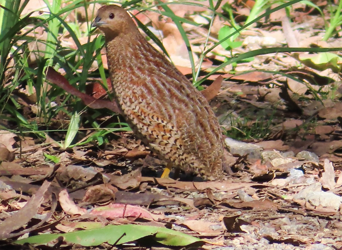 Brown Quail - ML324723771
