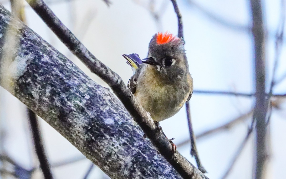 Ruby-crowned Kinglet - Gale VerHague