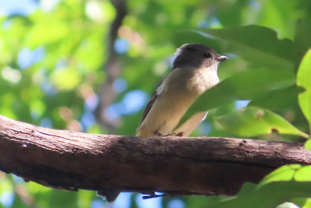 Golden Whistler - ML324724711