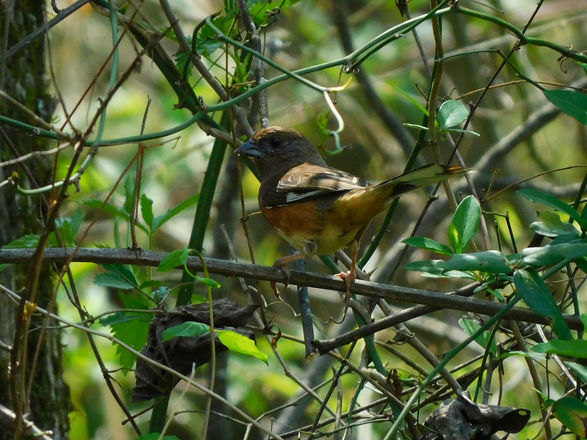 pipilo rudooký - ML324725081
