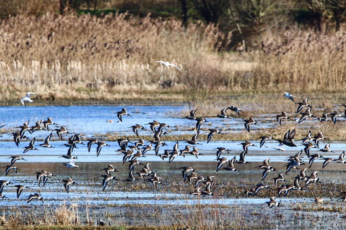 Black-tailed Godwit - Bastiaan Notebaert