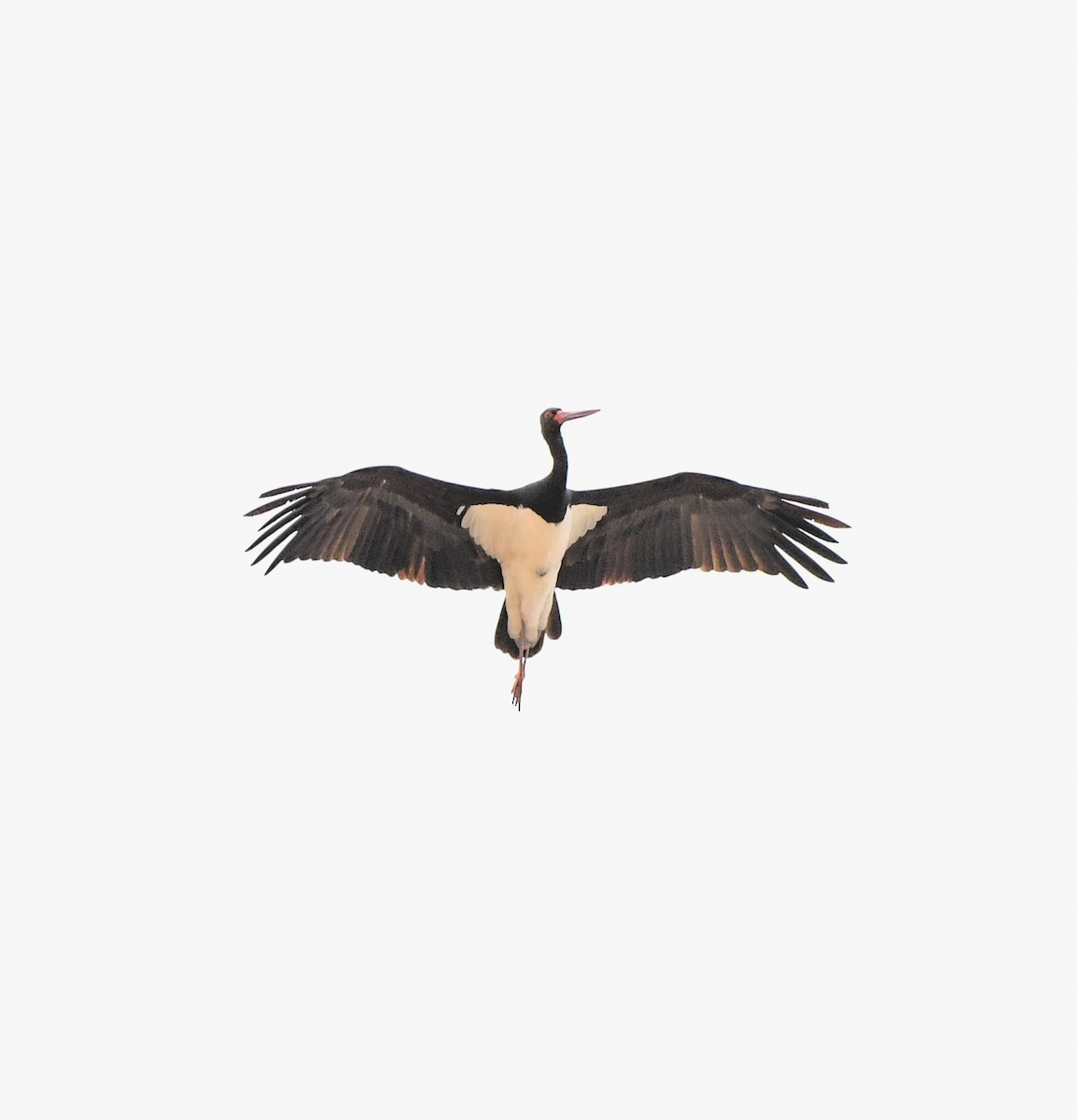 Black Stork - ML324725881