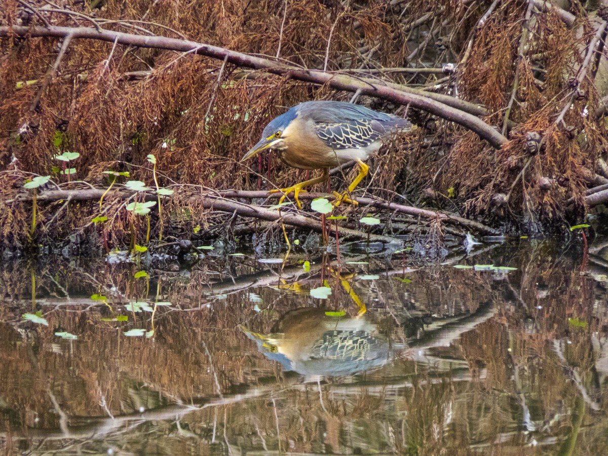 Green Heron - ML324726821