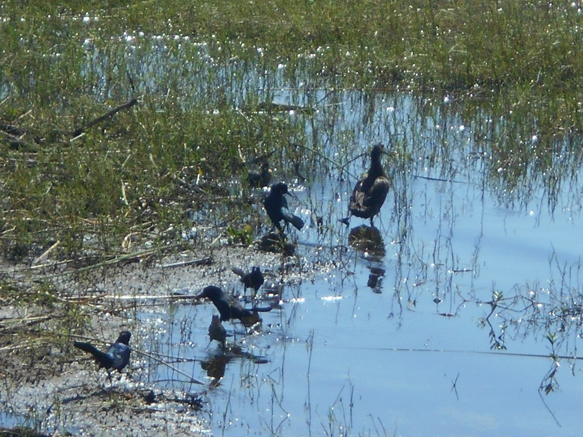 Mottled Duck - ML324727591