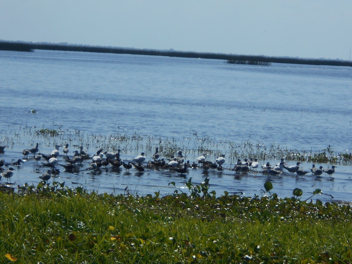 Caspian Tern - ML324728201