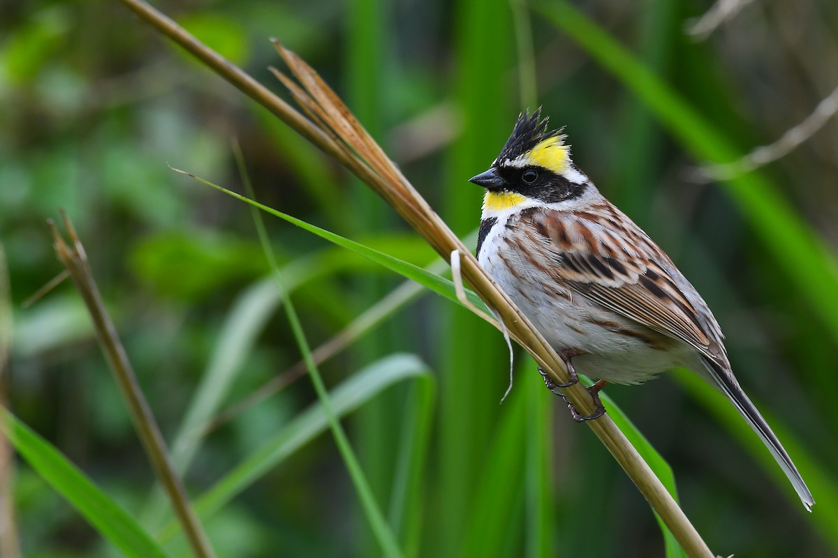 Yellow-throated Bunting - ML324728911