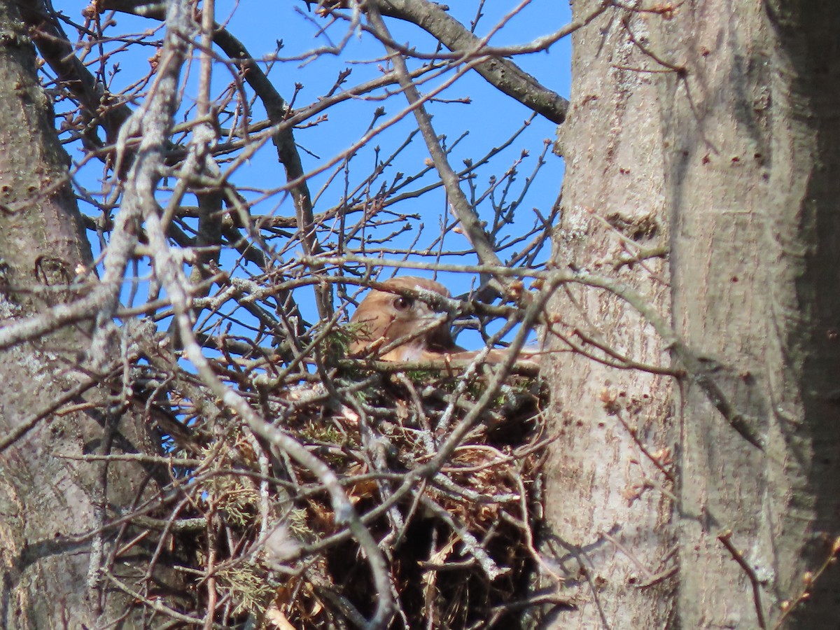 Red-shouldered Hawk - ML324731511