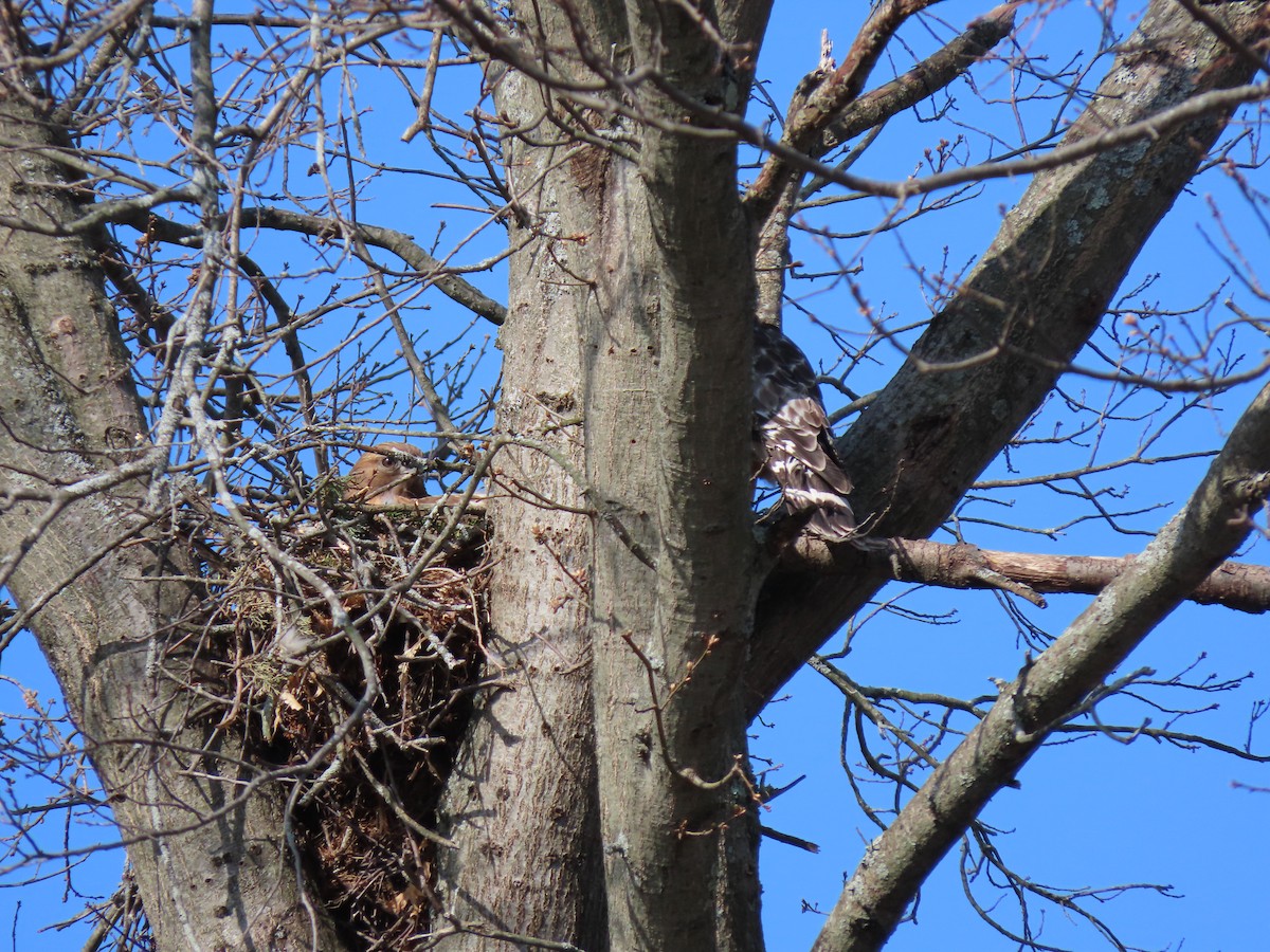 Red-shouldered Hawk - ML324731521