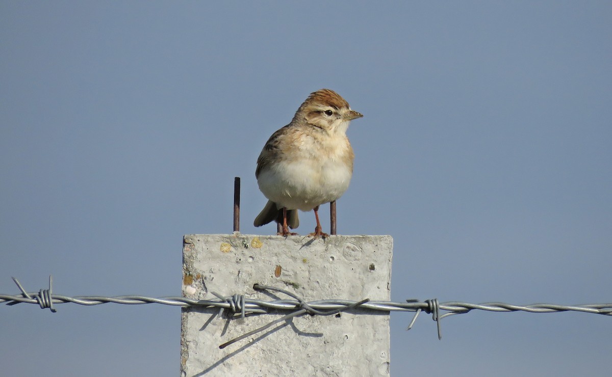 Greater Short-toed Lark - ML324735381