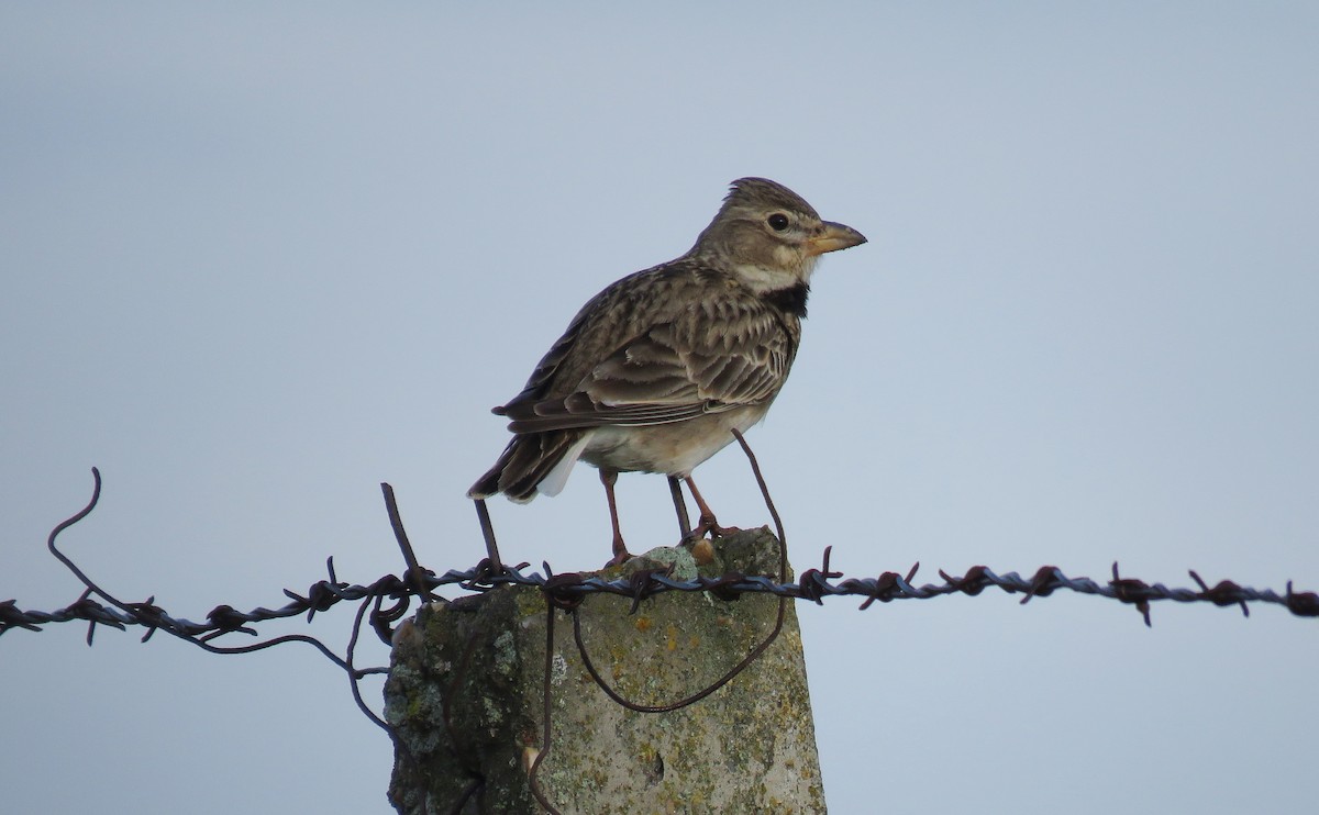 Calandra Lark - Miguel Rodríguez Esteban