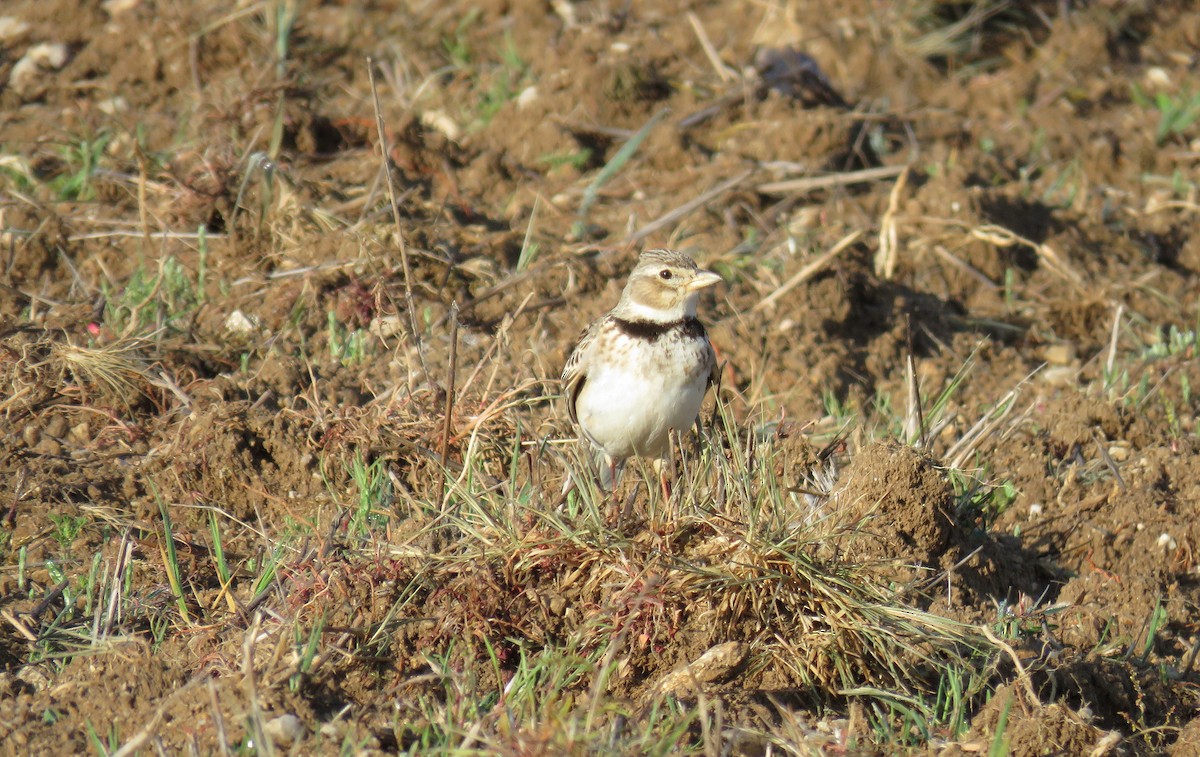 Calandra Lark - ML324735431