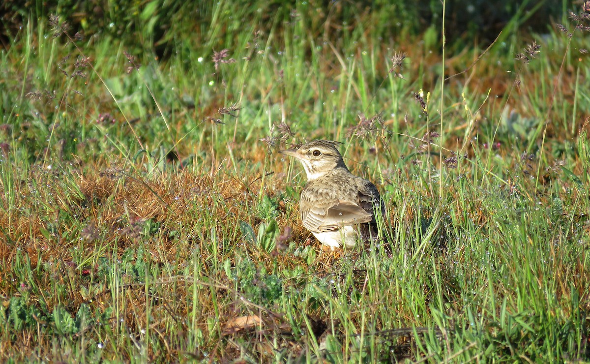 Crested Lark - ML324735591