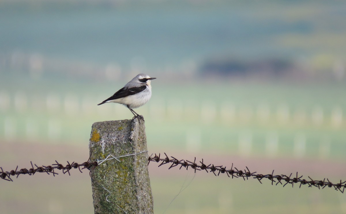 Northern Wheatear - Miguel Rodríguez Esteban