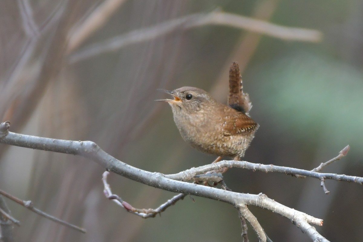 Winter Wren - ML324736301