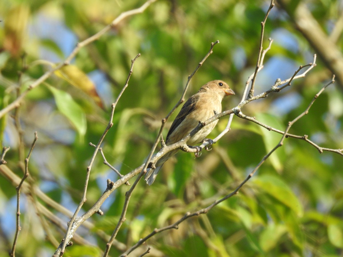 Indigo Bunting - ML324736571