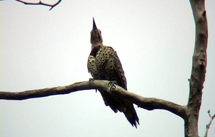 Northern Flicker (Cuban) - ML324736621