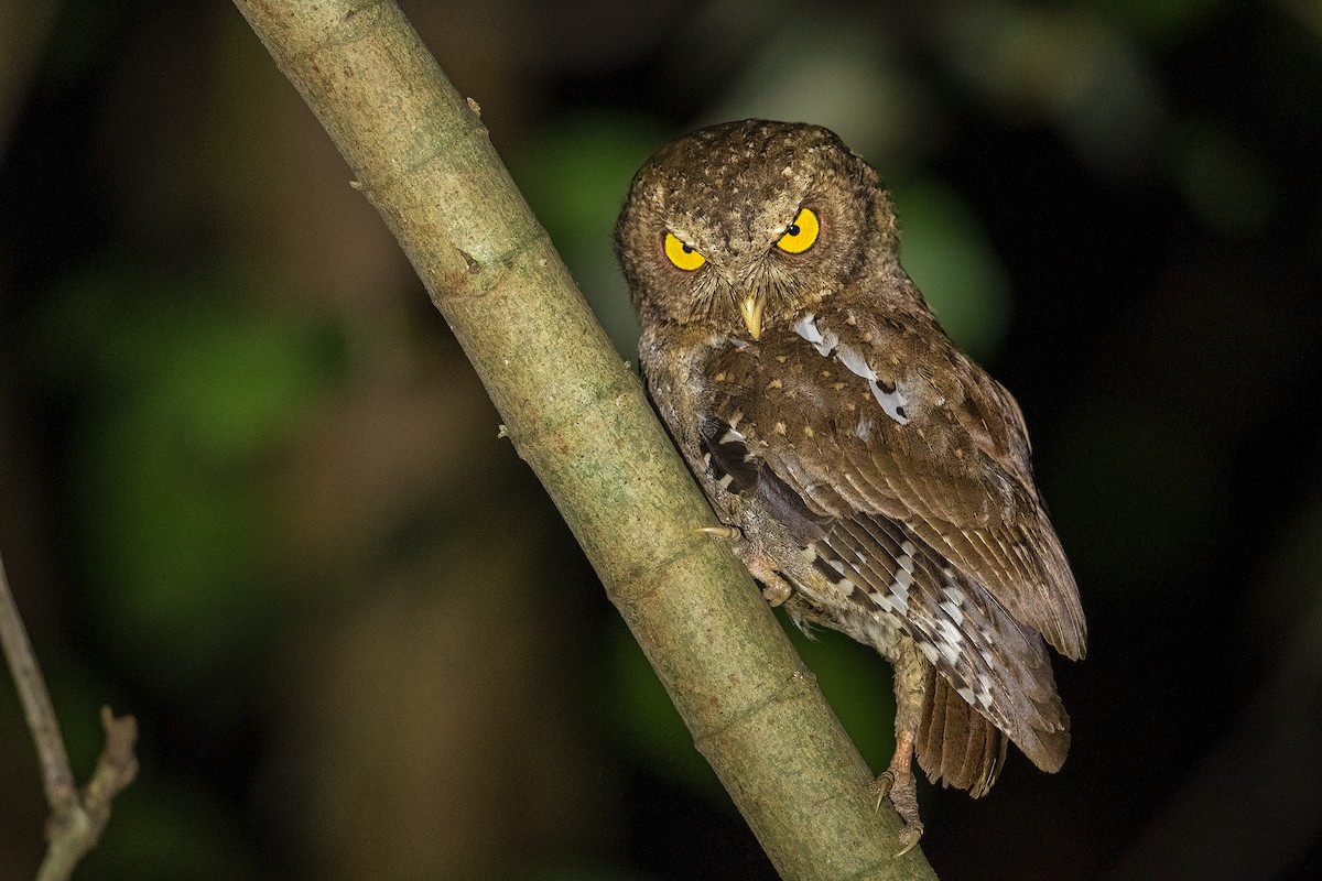 Andaman Scops-Owl - ML324736691