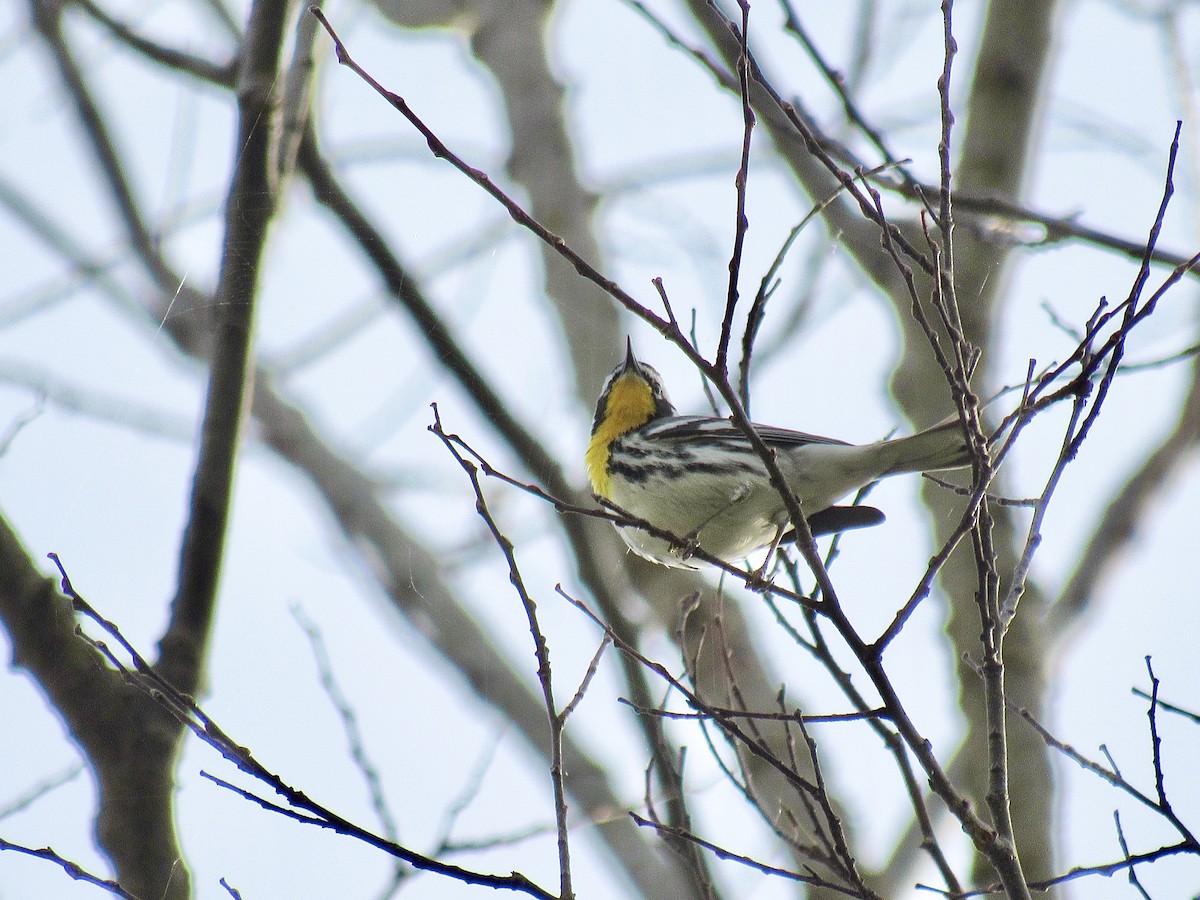 Yellow-throated Warbler - ML324737081